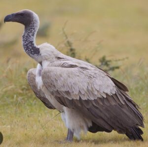 Le vautour africain à dos blanc une espèce totalement protégée essentielle pour les écosystèmes africains
