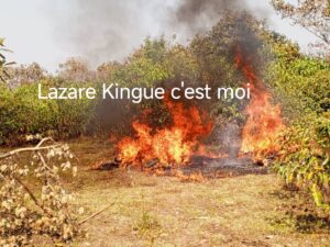 Désastre écologique 43 vautours africains à dos blanc retrouvés morts dans l'Adamaoua. Il s'agit d'une espèce totalement protégée