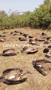 43 dépouilles des vautours africains à dos blanc retrouvés dans la région de l'Adamaoua