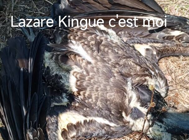 Désastre écologique :43 vautours africains retrouvés morts à Martap, dans l’Adamaoua 