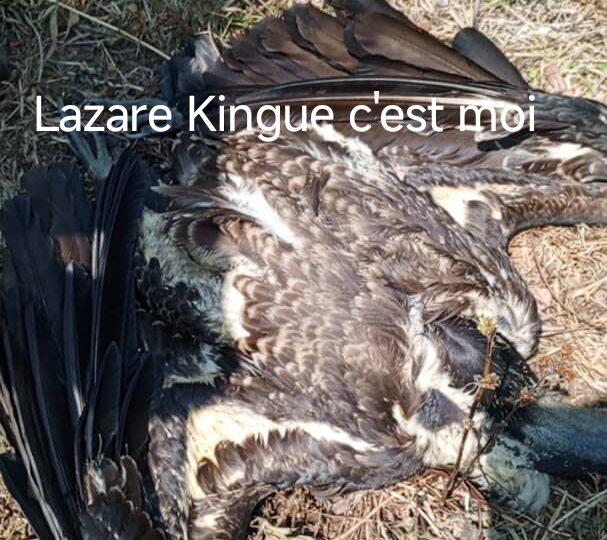 Désastre écologique :43 vautours africains retrouvés morts à Martap, dans l’Adamaoua 