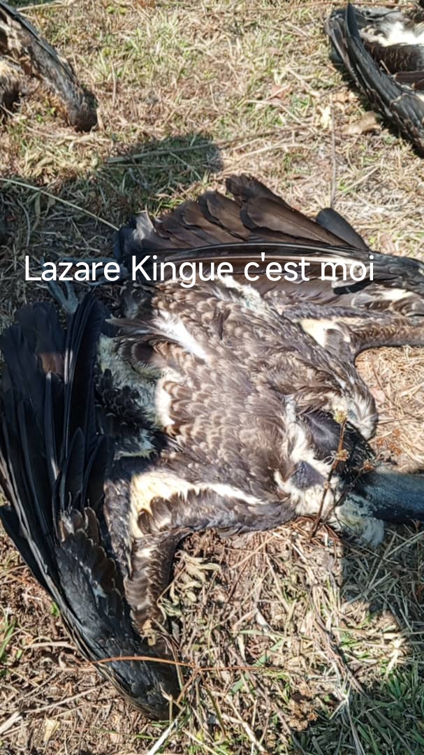 Désastre écologique :43 vautours africains retrouvés morts à Martap, dans l’Adamaoua 